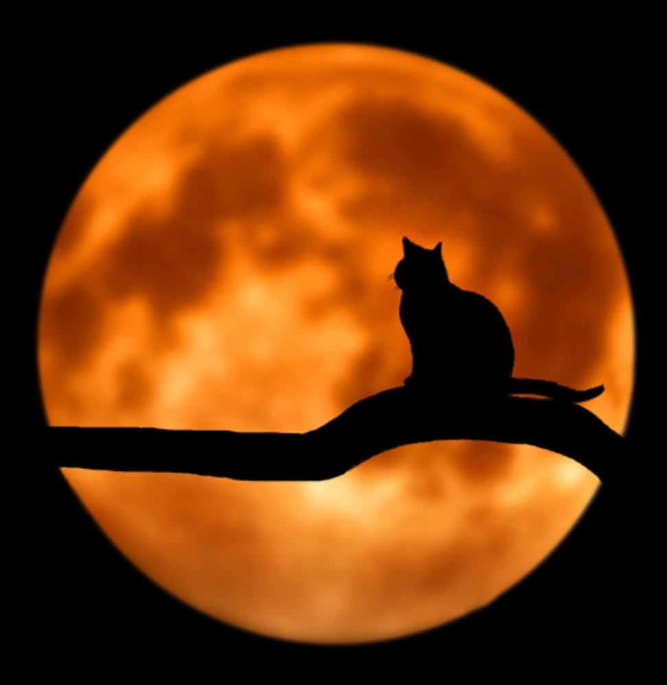 Cat on tree branch with full moon