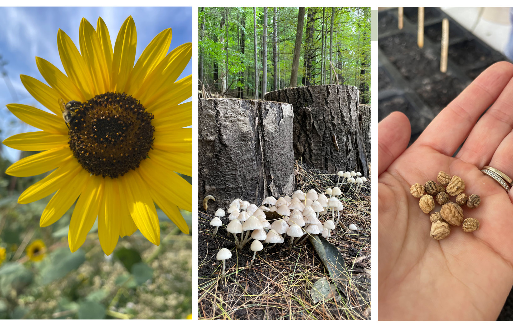 ABC's of Agriculture: sunflower, mushrooms, seeds