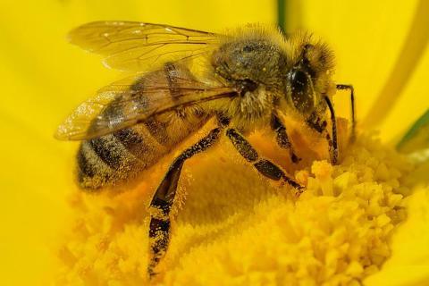 Bee on flower