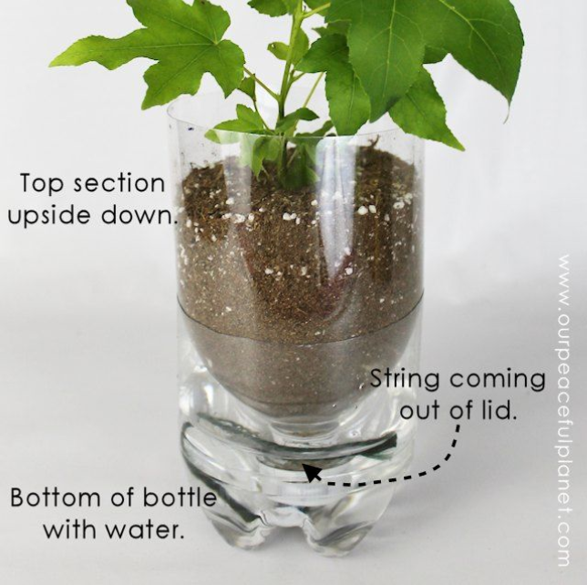 Soda Bottle Planter