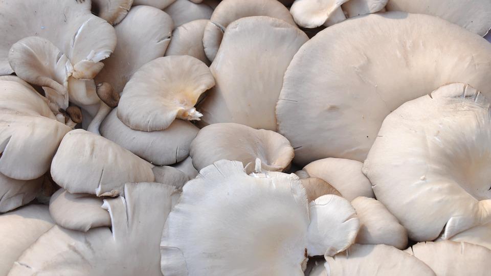 Oyster Mushrooms